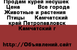 Продам курей несушек › Цена ­ 350 - Все города Животные и растения » Птицы   . Камчатский край,Петропавловск-Камчатский г.